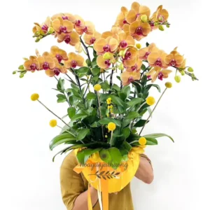 Mẫu hoa lan vàng rực rỡ tặng sinh nhật, mang ý nghĩa may mắn và thịnh vượng.